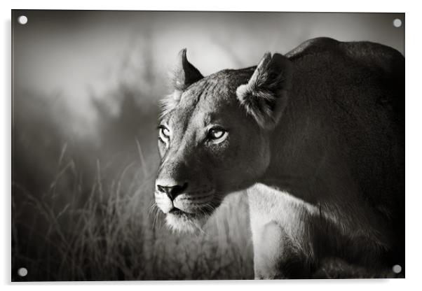 Lioness stalking Acrylic by Johan Swanepoel