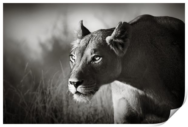 Lioness stalking Print by Johan Swanepoel