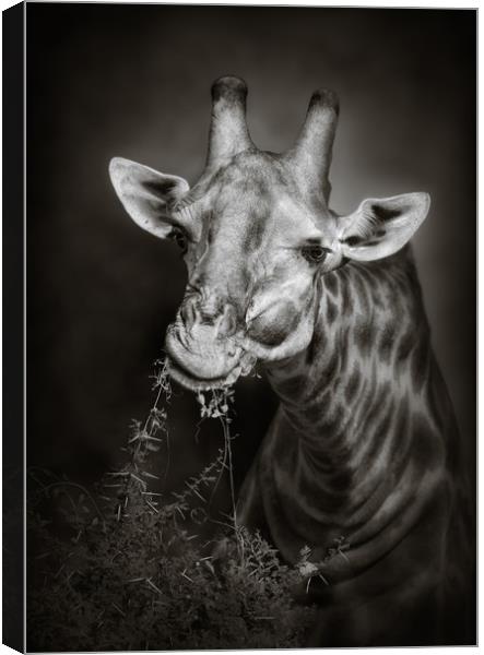 Giraffe eating leaves Canvas Print by Johan Swanepoel