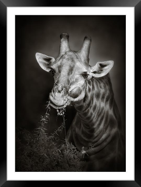 Giraffe eating leaves Framed Mounted Print by Johan Swanepoel
