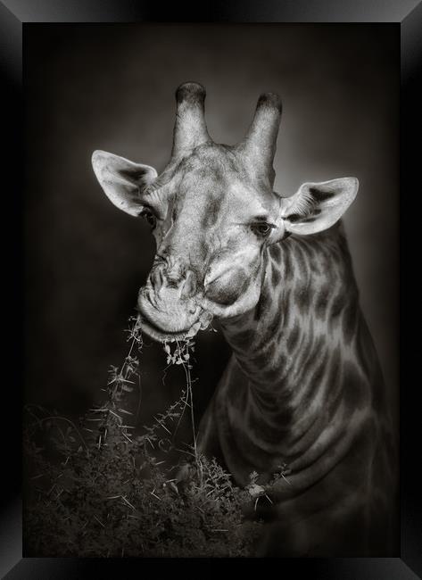 Giraffe eating leaves Framed Print by Johan Swanepoel