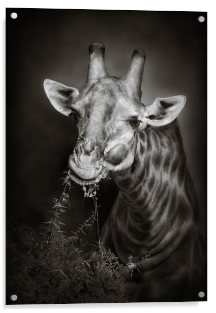 Giraffe eating leaves Acrylic by Johan Swanepoel
