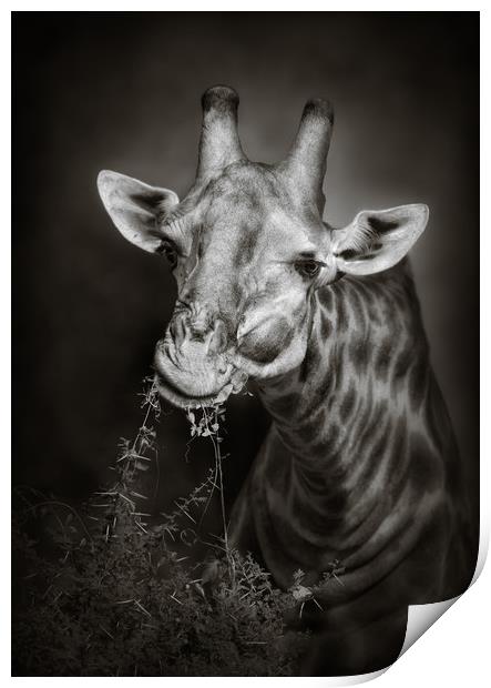 Giraffe eating leaves Print by Johan Swanepoel