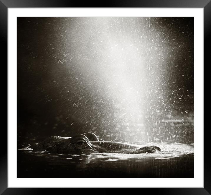 Hippo blowing  air Framed Mounted Print by Johan Swanepoel