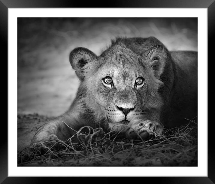 Young lion portrait Framed Mounted Print by Johan Swanepoel