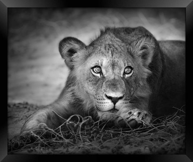 Young lion portrait Framed Print by Johan Swanepoel