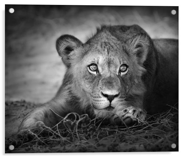 Young lion portrait Acrylic by Johan Swanepoel