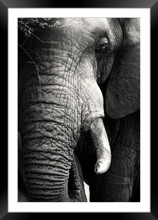African Elephant close-up portrait Framed Mounted Print by Johan Swanepoel