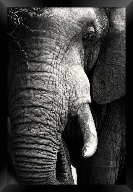 African Elephant close-up portrait Framed Print by Johan Swanepoel