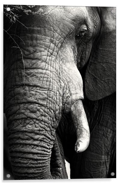 African Elephant close-up portrait Acrylic by Johan Swanepoel