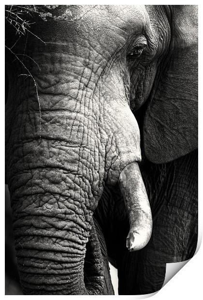 African Elephant close-up portrait Print by Johan Swanepoel