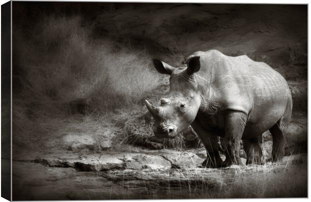 White Rhinoceros Canvas Print by Johan Swanepoel
