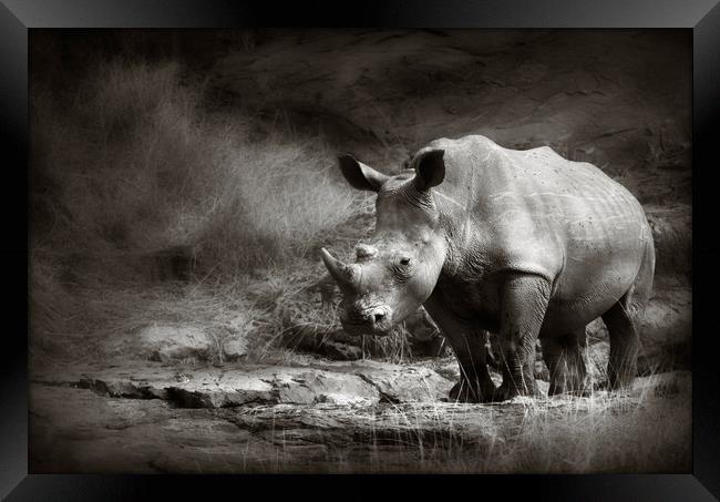 White Rhinoceros Framed Print by Johan Swanepoel