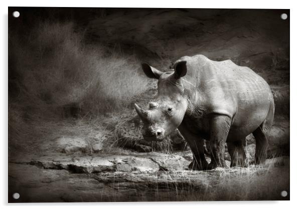 White Rhinoceros Acrylic by Johan Swanepoel