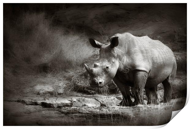 White Rhinoceros Print by Johan Swanepoel