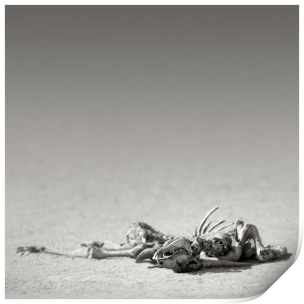 Eland skeleton in desert Print by Johan Swanepoel