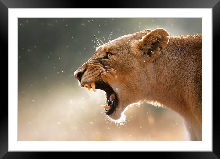 Lioness in the rain Framed Mounted Print by Johan Swanepoel