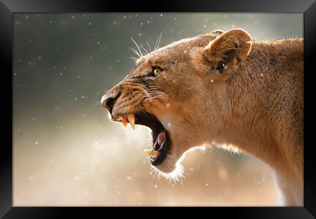 Lioness in the rain Framed Print by Johan Swanepoel