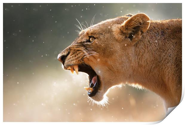 Lioness in the rain Print by Johan Swanepoel