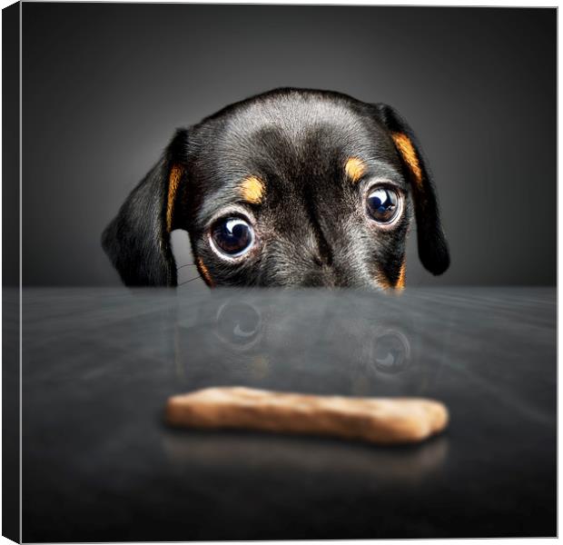 Puppy longing for a treat Canvas Print by Johan Swanepoel