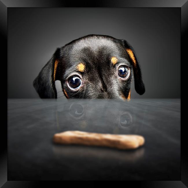 Puppy longing for a treat Framed Print by Johan Swanepoel