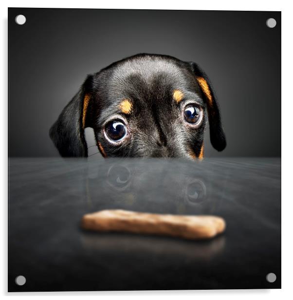 Puppy longing for a treat Acrylic by Johan Swanepoel
