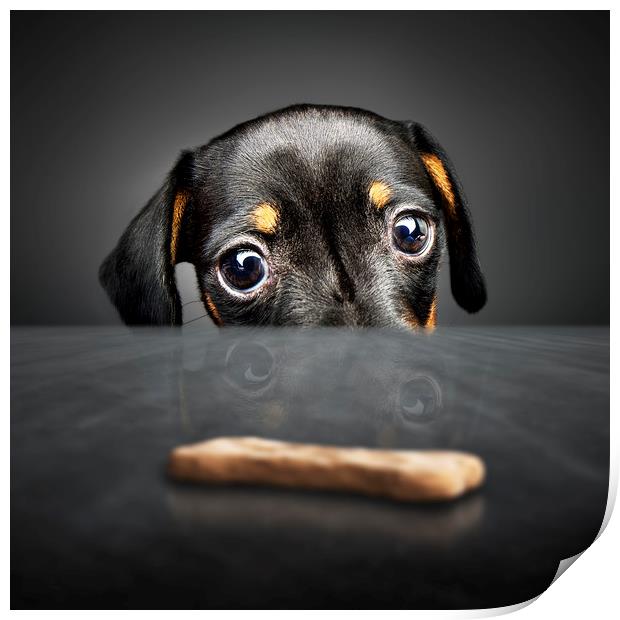 Puppy longing for a treat Print by Johan Swanepoel