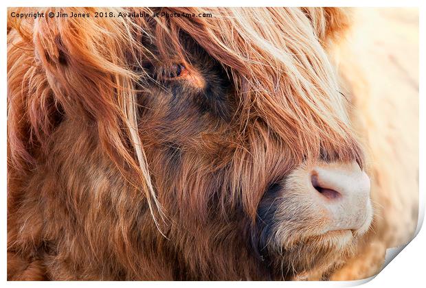 Highland Cow portrait Print by Jim Jones