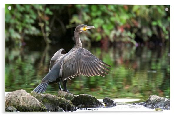 Cormorant On The River Acrylic by David Brotherton