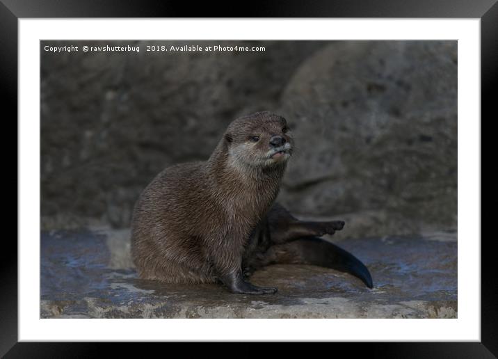 Otter Framed Mounted Print by rawshutterbug 
