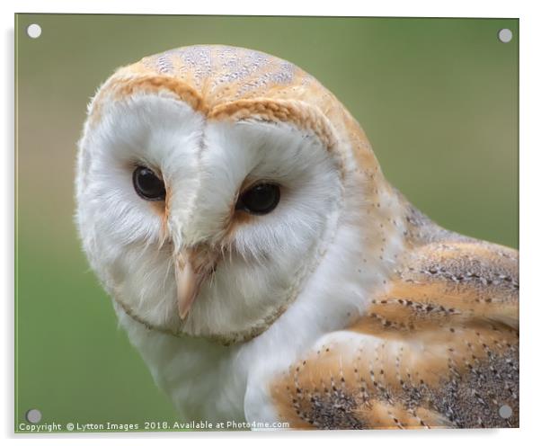 Barn Owl Portrait  Acrylic by Wayne Lytton