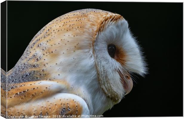 Barn Owl Portrait  Canvas Print by Wayne Lytton