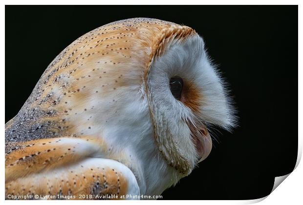 Barn Owl Portrait  Print by Wayne Lytton