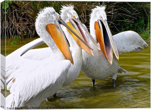 The Three Tenors (Pelicans) Canvas Print by Penny Martin