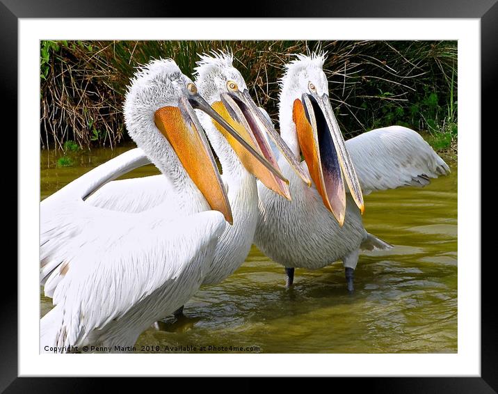 The Three Tenors (Pelicans) Framed Mounted Print by Penny Martin