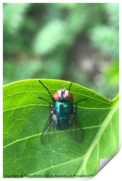 Northern Bluefly - Blue Bottle Fly Print by Penny Martin