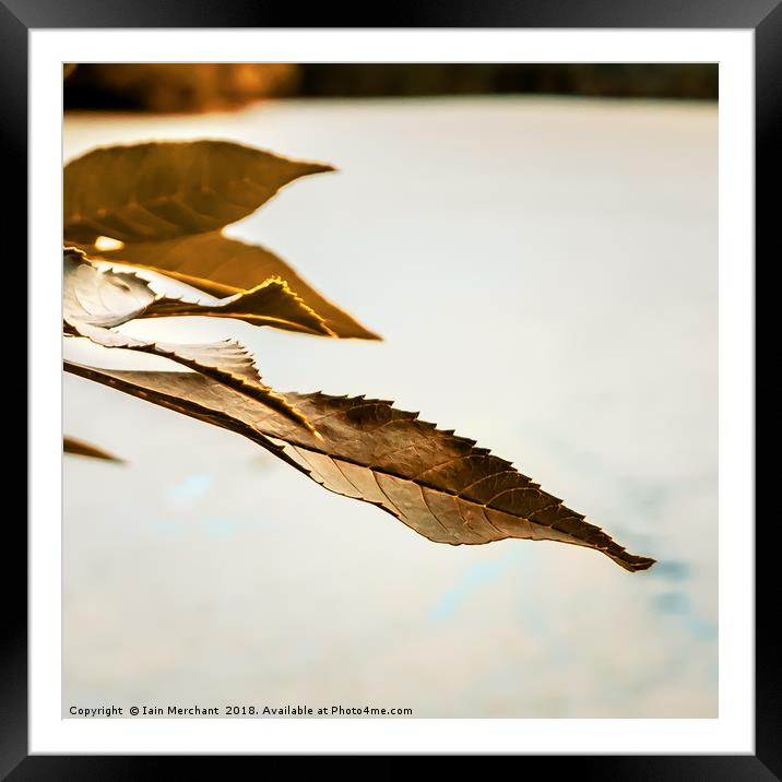 Perspective on a Leaf Framed Mounted Print by Iain Merchant