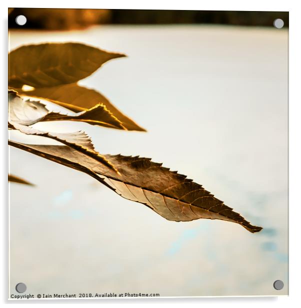 Perspective on a Leaf Acrylic by Iain Merchant