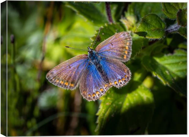 Silver Studded Blue Butterfly - Female. Canvas Print by Colin Allen