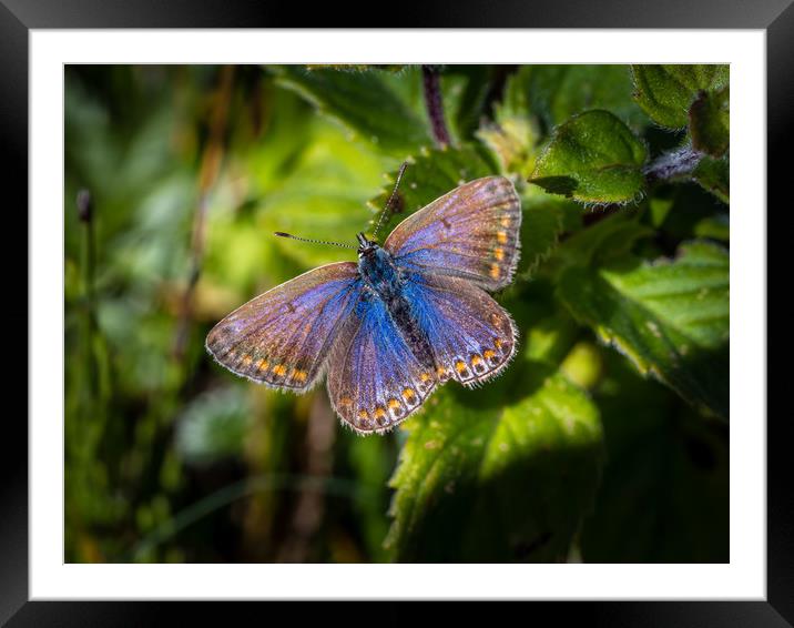Silver Studded Blue Butterfly - Female. Framed Mounted Print by Colin Allen