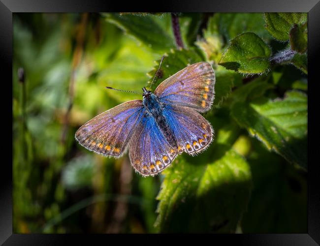 Silver Studded Blue Butterfly - Female. Framed Print by Colin Allen