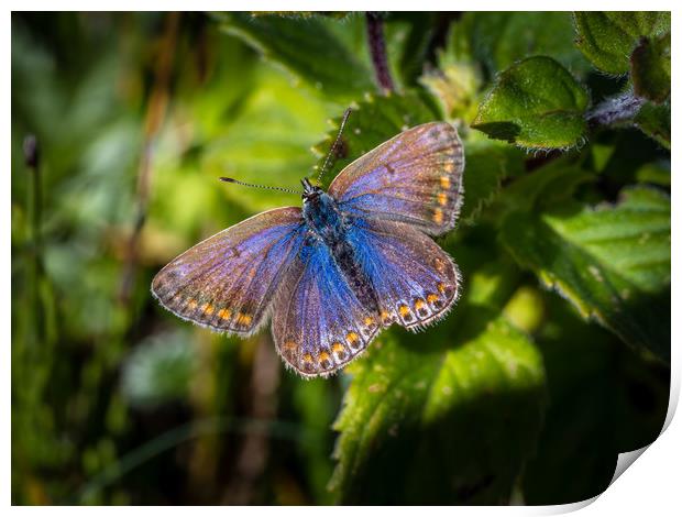Silver Studded Blue Butterfly - Female. Print by Colin Allen