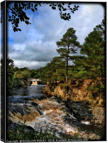 "Portrait of Low Force Waterfalls" Canvas Print by ROS RIDLEY