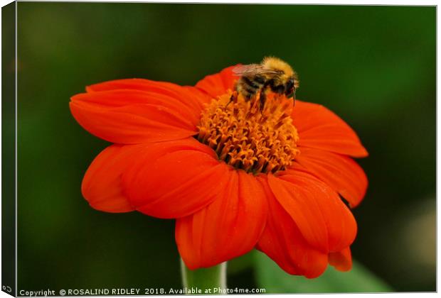 "Bee on Orange flower" Canvas Print by ROS RIDLEY