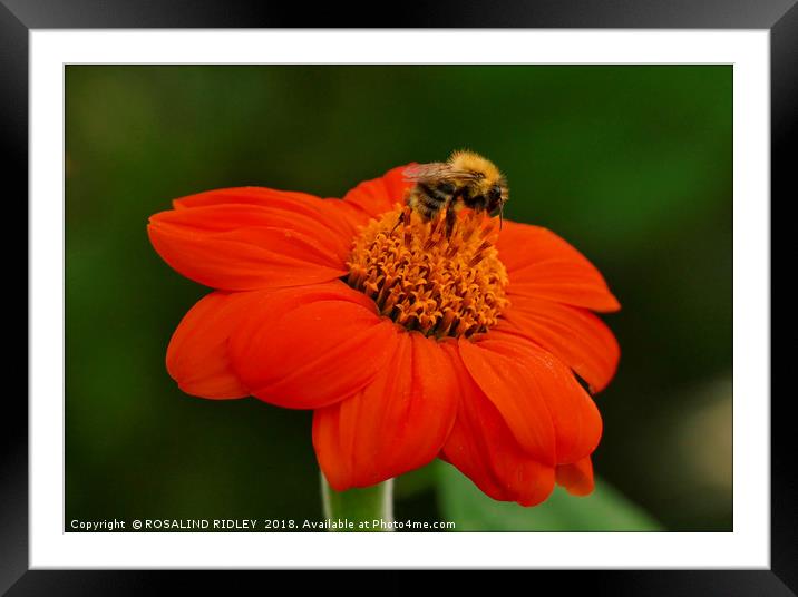 "Bee on Orange flower" Framed Mounted Print by ROS RIDLEY