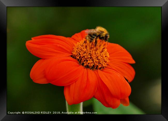 "Bee on Orange flower" Framed Print by ROS RIDLEY