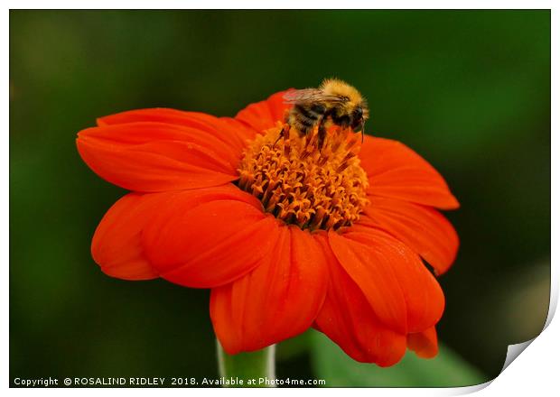 "Bee on Orange flower" Print by ROS RIDLEY