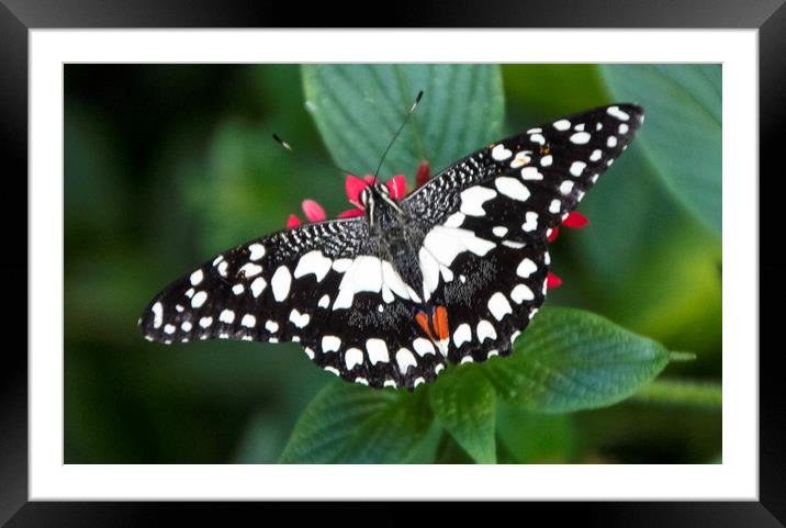 Swallowtail Butterfly, Framed Mounted Print by Irene Burdell