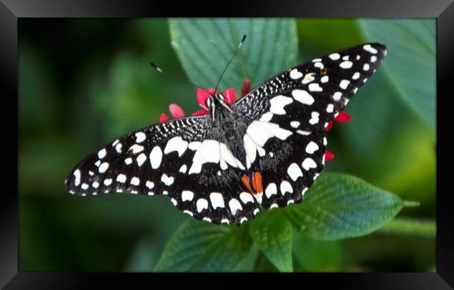 Swallowtail Butterfly, Framed Print by Irene Burdell