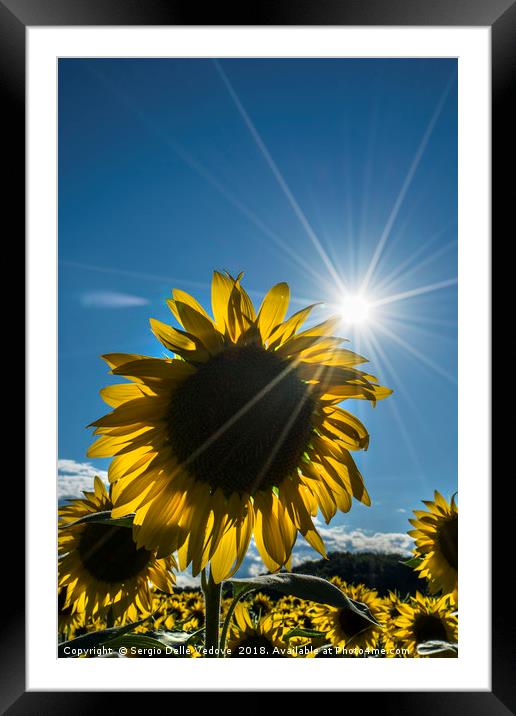 sunflowers in summer Framed Mounted Print by Sergio Delle Vedove